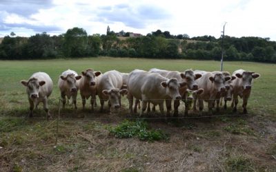 Traversin et chéquier : mon exotisme français