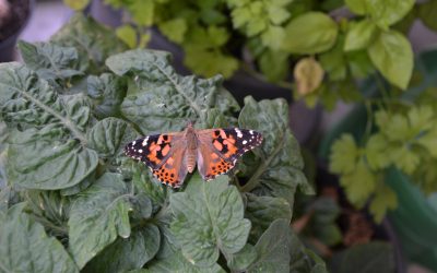 Entre cocons et chrysalides, notre élevage de papillons à la maison