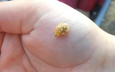 Le fils de nos amis est un sale gosse !