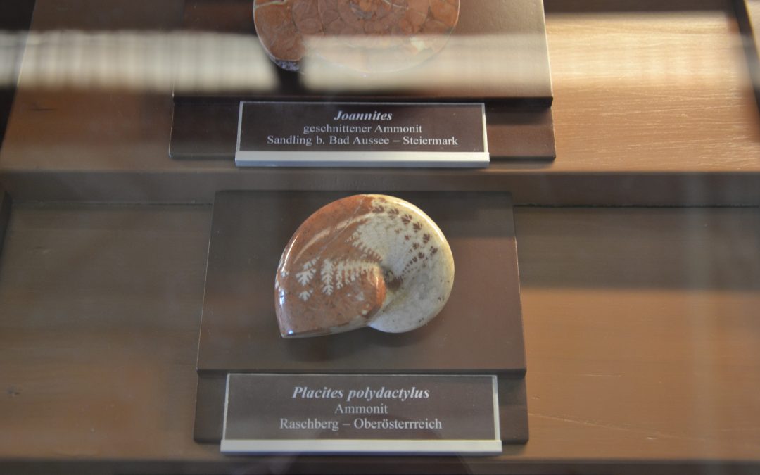 Entre météorites, ammonites, dinosaures et australopithèques, notre visite au Naturhistorisches Museum de Vienne