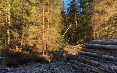 Un silence de petits cris (2)