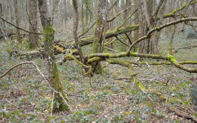 Notre bois, notre petite forêt