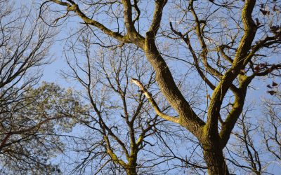 Coronavirus et Angela : chronique du 23.03