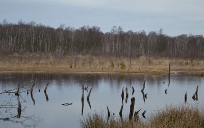 Notre balade dans le Wittmoor : profiter du calme !