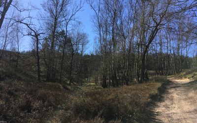 Coronavirus et anniversaire : chronique du 31.03