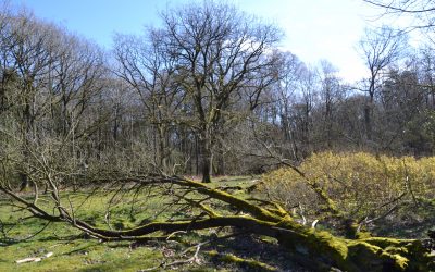 Fischbeker Heide, entre forêt et tombes de l&rsquo;âge de bronze