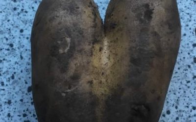 Chers légumes ! (RV Histoires expatriées)