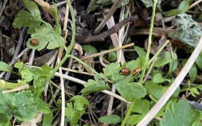 « Coccinelle, envole-toi ! »
