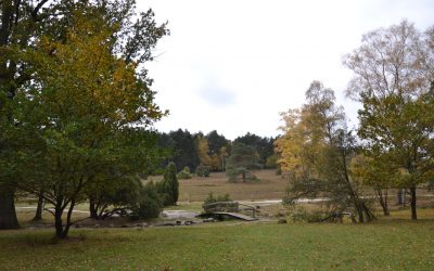 La lande de Büsenbachtal… plusieurs raisons de revenir !
