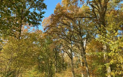 Duvenstedter Brook : une réserve naturelle aux multiples paysages
