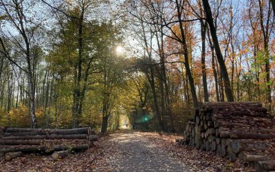 Klövensteen, entre forêt, cerfs et petites grenouilles