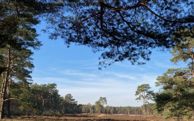 Les Holmer Sandberge, entre sable et pinède mais à 30 km de Hambourg