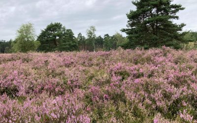 La lande de Büsenbachtal en pleine floraison
