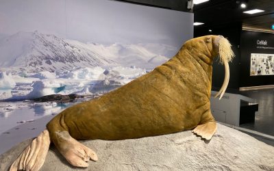 Le musée zoologique de Hambourg / Zoologisches Museum
